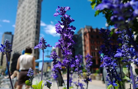 Bức ảnh Macro lấy những bông hoa làm chủ thể.