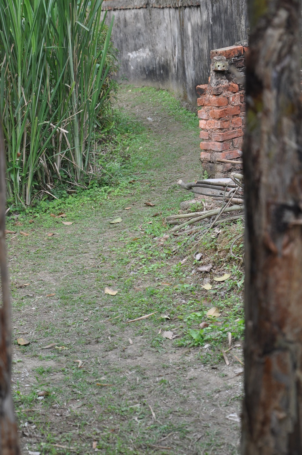 Con đường nhỏ quanh co dẫn vào nhà cụ Bỉnh.