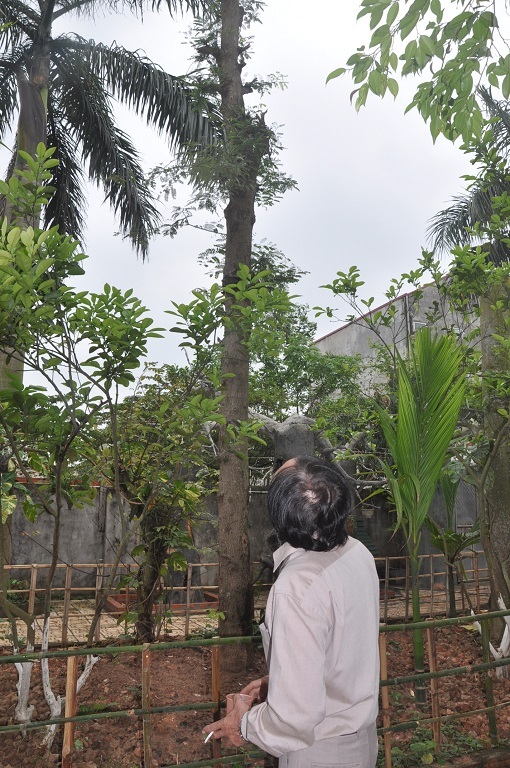 Trong vườn anh quý nhất là cây me được chuyển từ Phú Thọ mang về trồng.