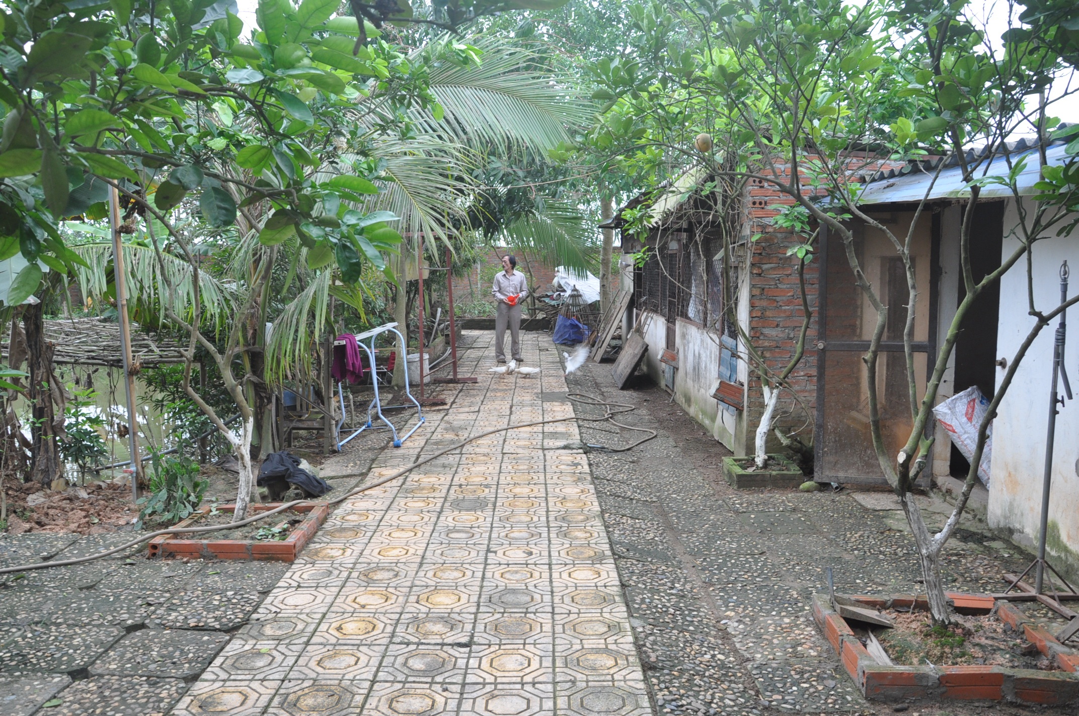 Lối ra chuồng gà, chuồng chim bồ câu được anh thiết kế rộng rãi với những ô chuồng sạch sẽ.