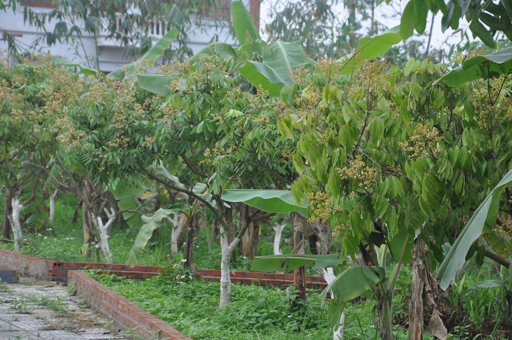 Khu vườn với hai bên rặng nhãn chi chít hoa.