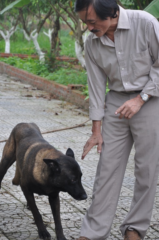 hay huấn luyện chú chó cưng.