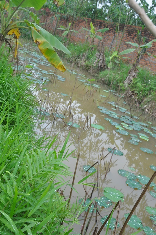 Bên cạnh là ao nhỏ mà nghệ sĩ đã trồng sen.