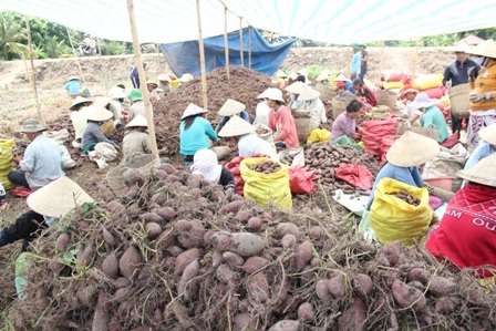 Thương lái vẫn thu mua bình thường ở các ruộng khoai lang