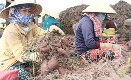 Nhiều nông dân chấp nhận thu hoạch khoai lang vì sợ giá tiếp tục rớt sau tin đồn