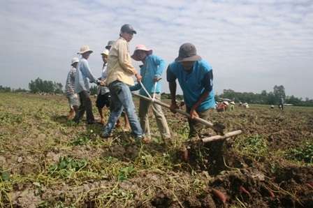 Nông dân đổ xô thu hoạch khiến giá giảm nhanh hơn
