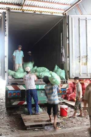 Chuyển khoai lang lên xe container để xuất khẩu sang Trung Quốc