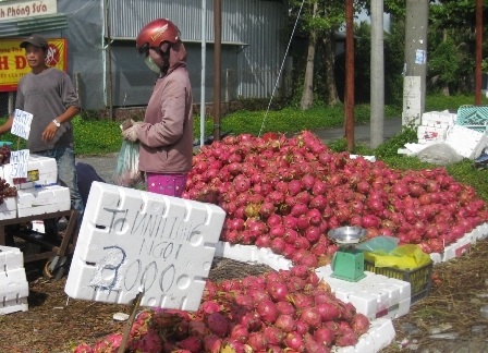 Thanh long tới tay người tiêu dùng giá chỉ 3.000 đồng/kg