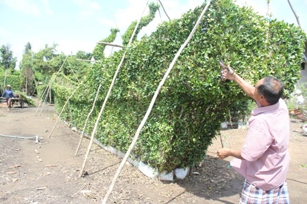 Mỗi con tàu hoàn thành phải tốn hơn 1.000 nhánh cây si