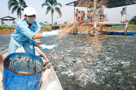 Thực hiện Nghị định sẽ quy hoạch, nuôi cá tra theo tiêu chuẩn xuất khẩu