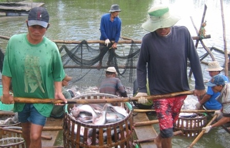 Người nuôi nhỏ lẻ dần sẽ bị sàng lọc