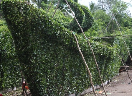 Con tàu Hoàng Sa đầu tiền đã hoàn thành phần tạo dáng