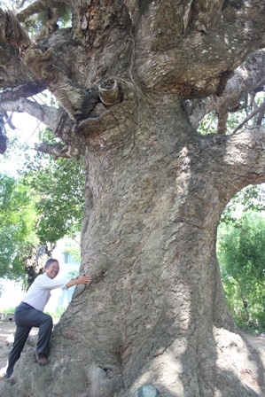 Thân cây dầu dù cổ thụ rất to 