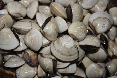 Nghêu thịt giá giảm hơn phân nửa sau khi xảy ra tình trạng cướp nghêu