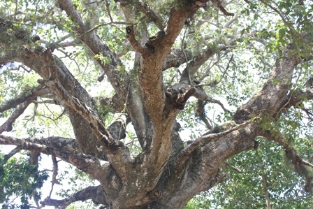 Tán vươn rộng như cây dù nên người dân gọi là cây dầu dù