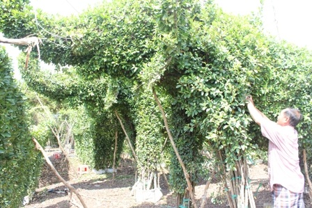 Nghệ nhân Năm Công chăm sóc những con voi bằng cây si chuẩn bị xuất cho khách hàng