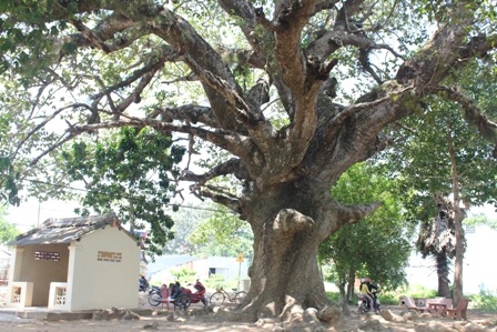 Dưới gốc cây người dân xây dựng miếu thờ thần cây 