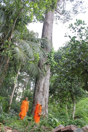 Cây sao ờ chùa Âng cũng thuộc hàng đại lão trên 300 năm tuổi