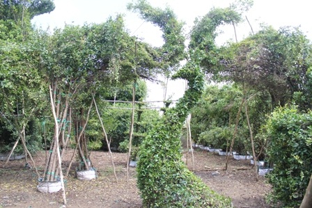 Khu vườn của nghệ nhân Năm Công như công viên thu nhỏ