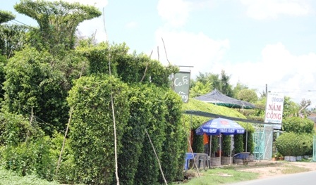 Một góc vườn của nghệ nhân Năm Công