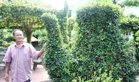 Bình trà khổng lồ được làm bằng cây si