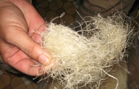 Vi cá mập thành phẩm có khả năng đốt cháy hoàn toàn bình thường