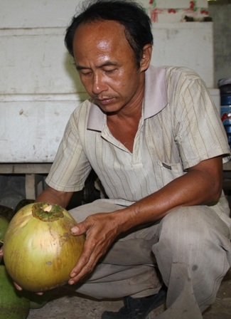 Trái dừa sáp giống hệt dừa bình thương nhưng giá cao hơn gấp hàng chục lần