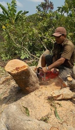 Nông dân ở xã An Bình, Long Hồ đốn nhà để bán củi