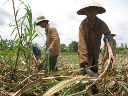 Nếu đóng cửa 2 nhà máy đường thời điểm hiện nay sẽ gây khó khăn cho người trồng mía