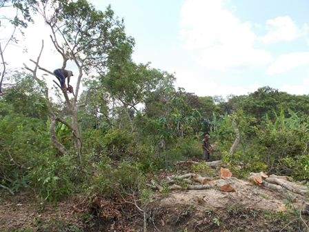 Nông dân đốn hạ vườn nhãn trên chục năm tuổi