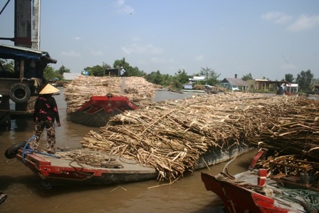 Áp lực tiêu thụ mía tại các nhà máy khác trong khu vực ĐBSCL sẽ càng khó hơn