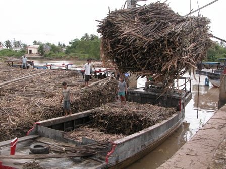 Tiêu thụ mía tại nhà máy đường Trà Vinh