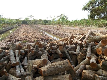 Diện tích vườn nhãn bị san bằng để trồng cây khác vì dịch bệnh chổi rồng