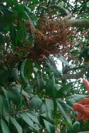 Nhãn bị bệnh xoắn lại như cây chổi không thể ra quả