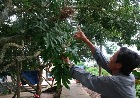 Nhãn bị bệnh chổi rồng nên năng suất rất thấp, nông dân bị thua lỗ