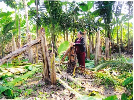 Khu vườn của gia đình bà Bé Năm bị phá hoại tan hoang.