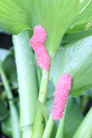 Mùa nước nổi ốc bươu vàng sinh sản rất nhanh