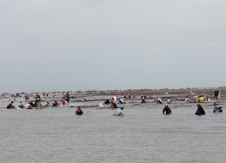 Dân tràn xuống bãi biển cướp nghêu vào tháng 7/2014