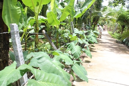 Hàng rào xung quanh vườn cũng bị xô ngã.