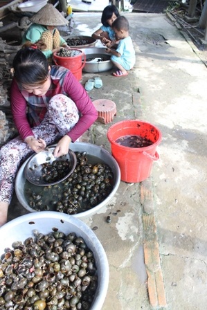 Lể ốc để lấy thịt bán cho thương lái
