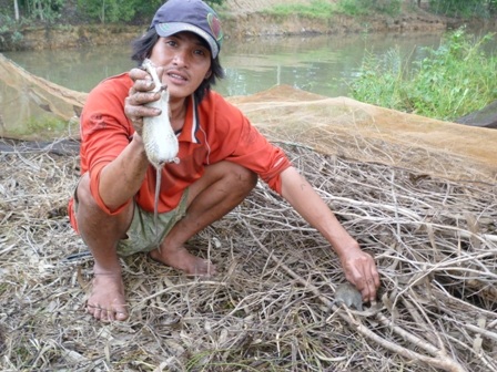 Săn chuột đồng cũng giúp nông dân có thêm thu nhập