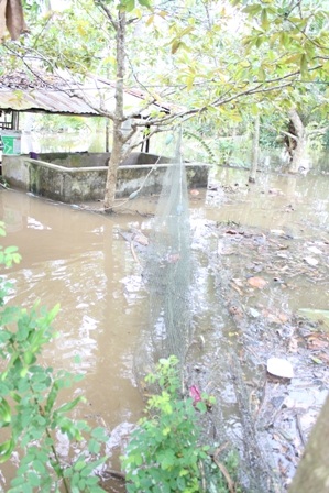 Dùng lưới bao xung quanh ao cá để giảm thiệt hại