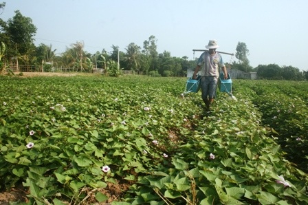Nông dân tìm cách tưới thuốc khi phát hiện sâu tấn công nhưng vẫn không hiệu quả