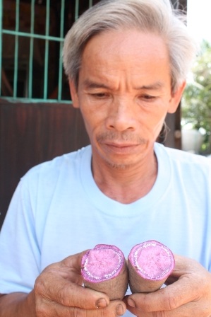 Củ khoai lang tím Nhật bị sâu tàn mạt đục coi như... bỏ 