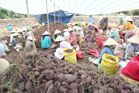 Nông dân đau đầu khi lượng khoai dạt rất lớn do sâu tàn mạt tấn công