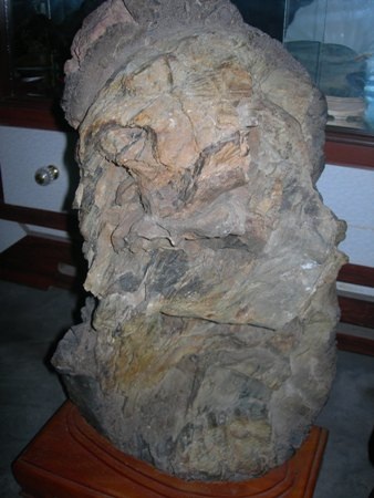 “Săn” được gốc cây, thân cây hóa thạch