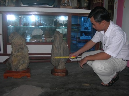 “Săn” được gốc cây, thân cây hóa thạch