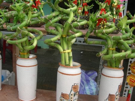 Những tác phẩm từ cây phát lộc - 4