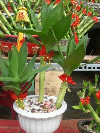 Những tác phẩm từ cây phát lộc - 6