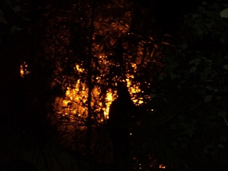 Cháy rừng do sét đánh